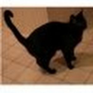 Meet your Posher, Martha